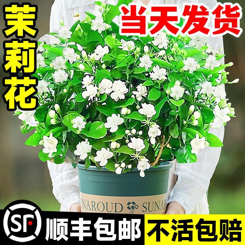 茉莉花苗盆栽带花苞九里香老桩栀子花卉绿植好养易活室内四季开花