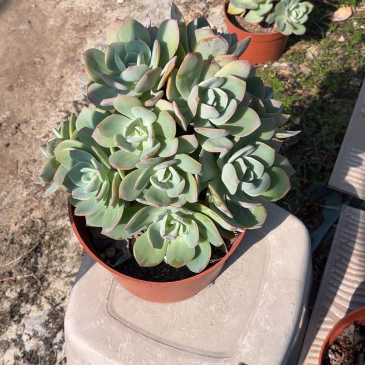 【闪购商品】无花朵