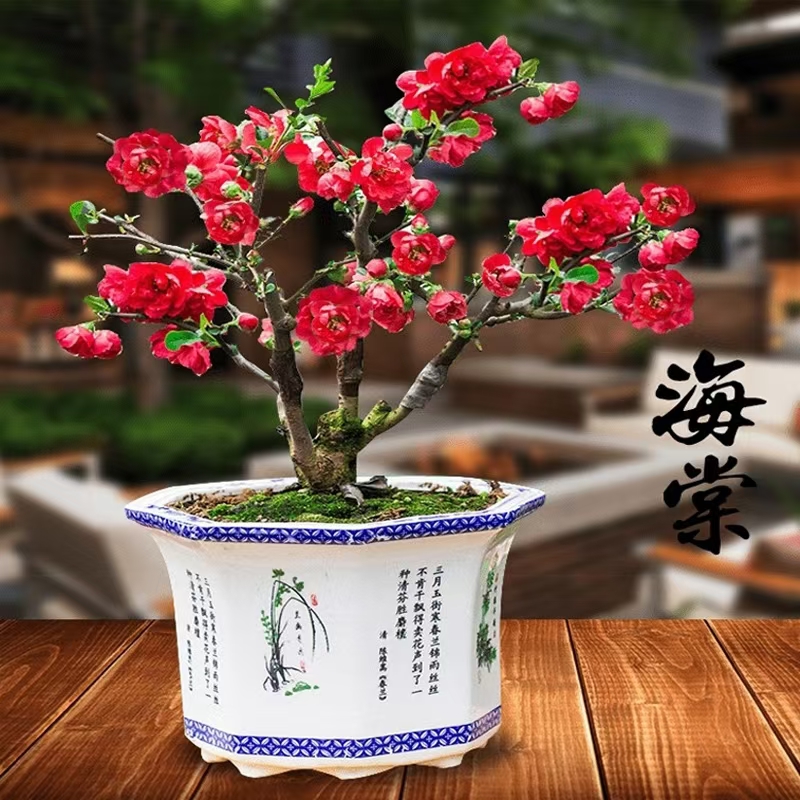 四季重瓣开花海棠花长寿树苗盆景老桩盆栽花卉室内耐寒植物庭院