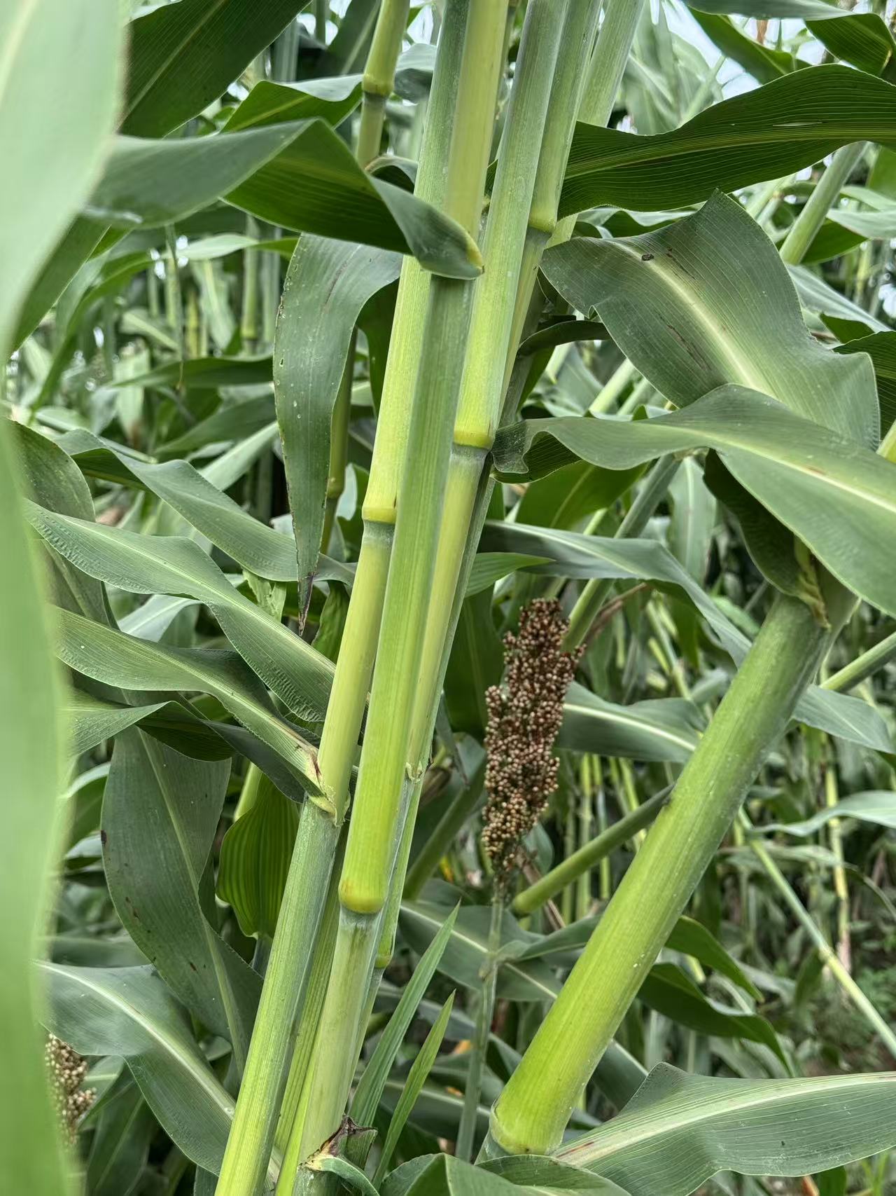 东北老甜杆 甜芦粟小甘蔗现砍现发新发dx