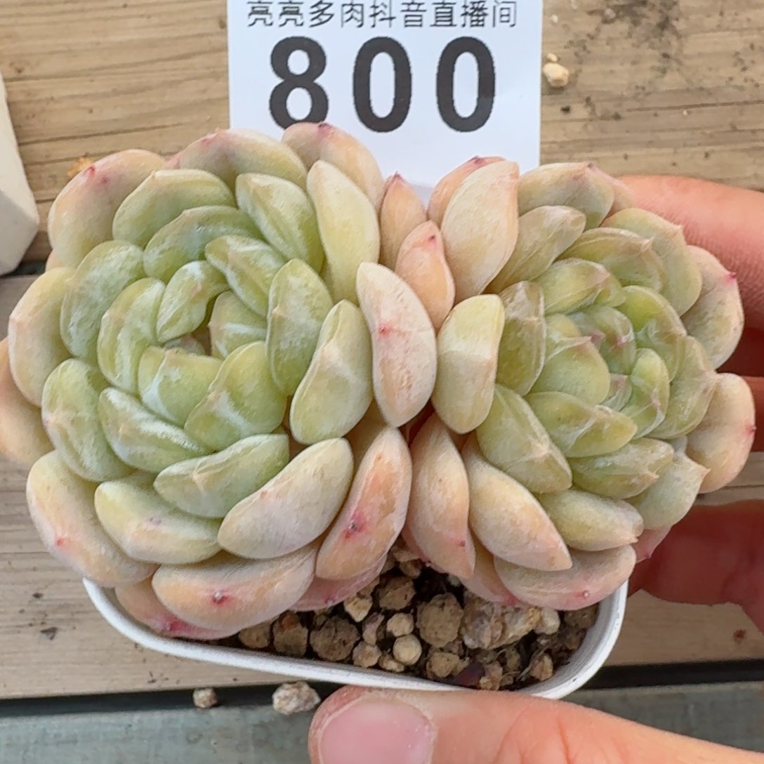 白色恋人         精品多肉