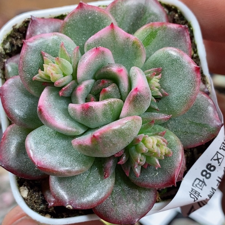 438艾格尼丝玫瑰锦小方花圃一物一拍