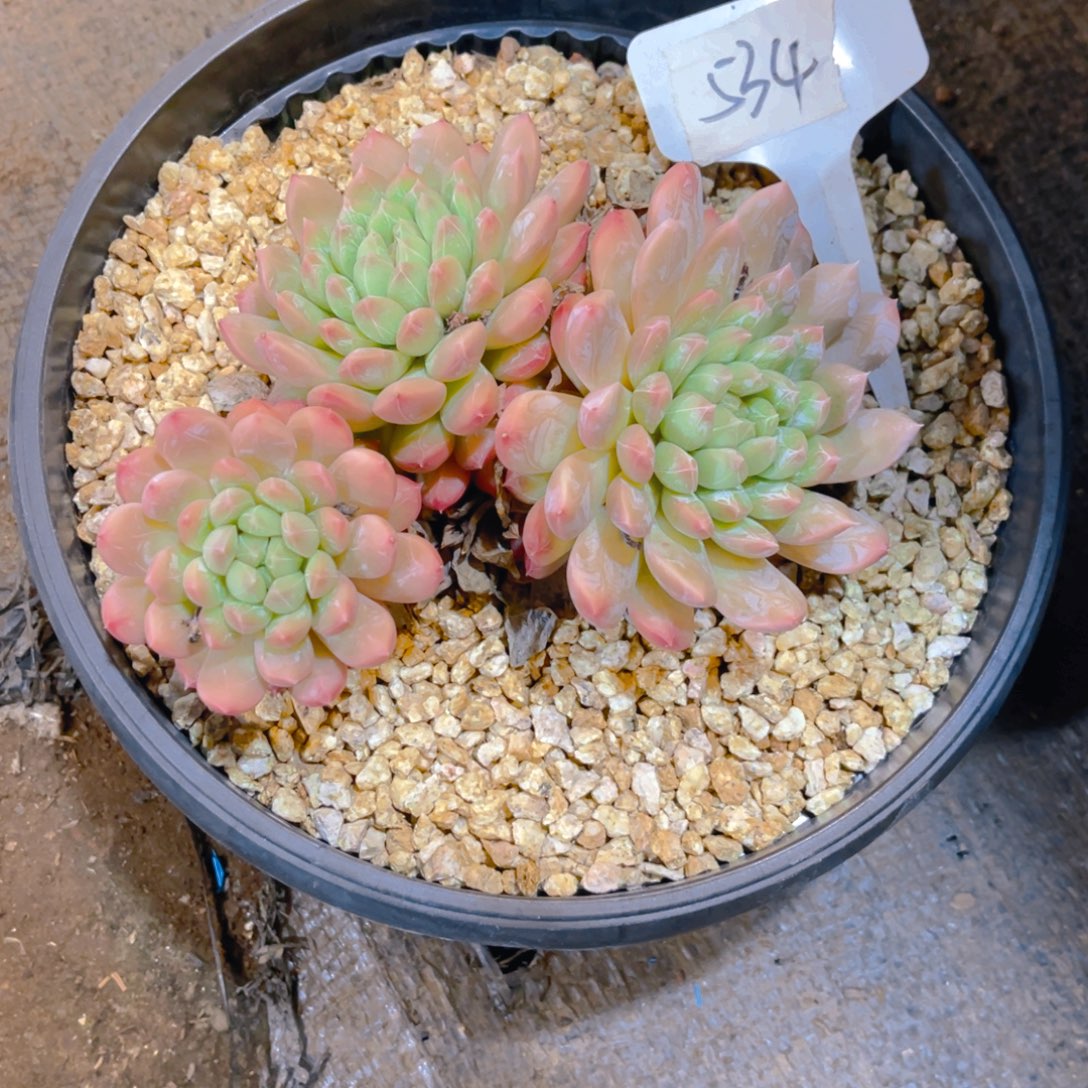 00000000000000000534