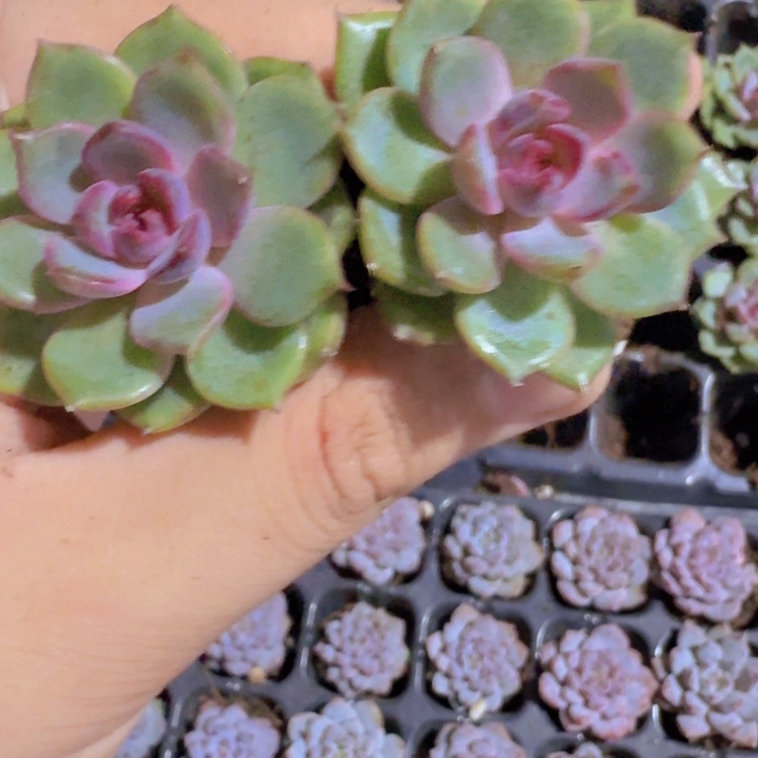 蓝色妖姬五颗一组穴盘