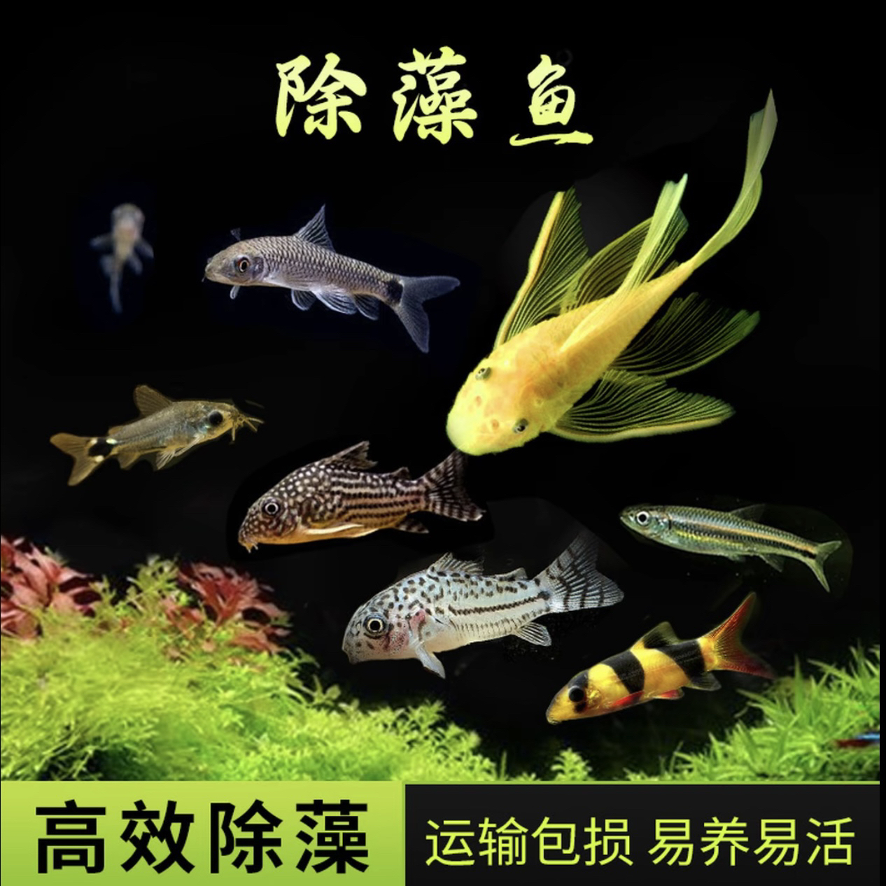 『工具鱼集合』黄金胡子 熊猫鼠 青铜鼠 婚纱鼠 花椒鼠 鼠鱼清洁工