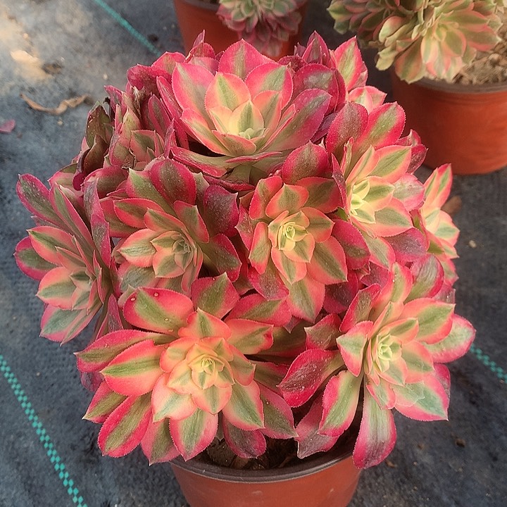 836粉女巫有断枝多肉