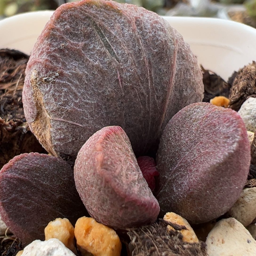 特价79号甜心大苗多肉植物