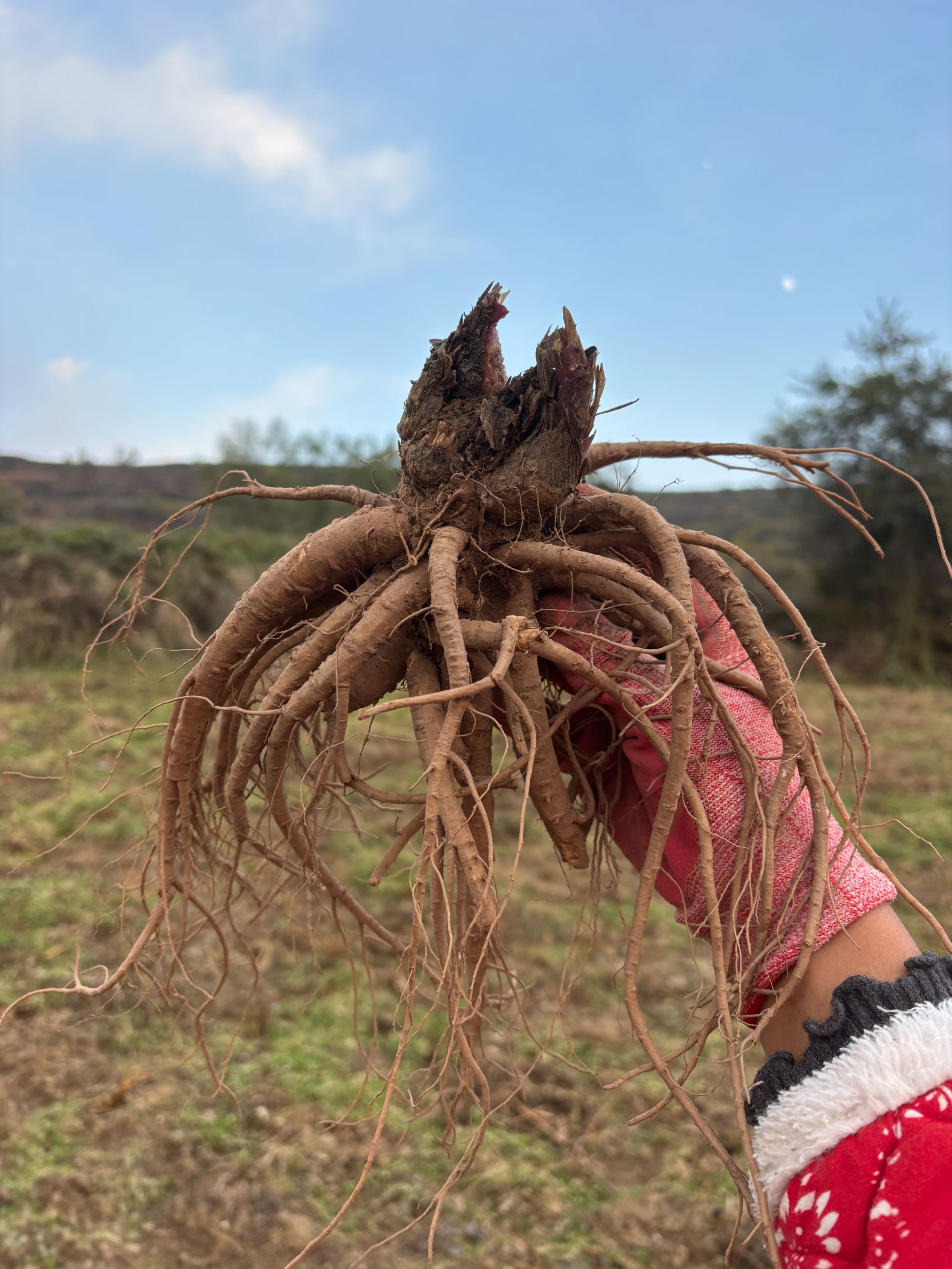 甘肃渭源全整根新鲜当归可搭配黄芪党参煲汤滋补气血