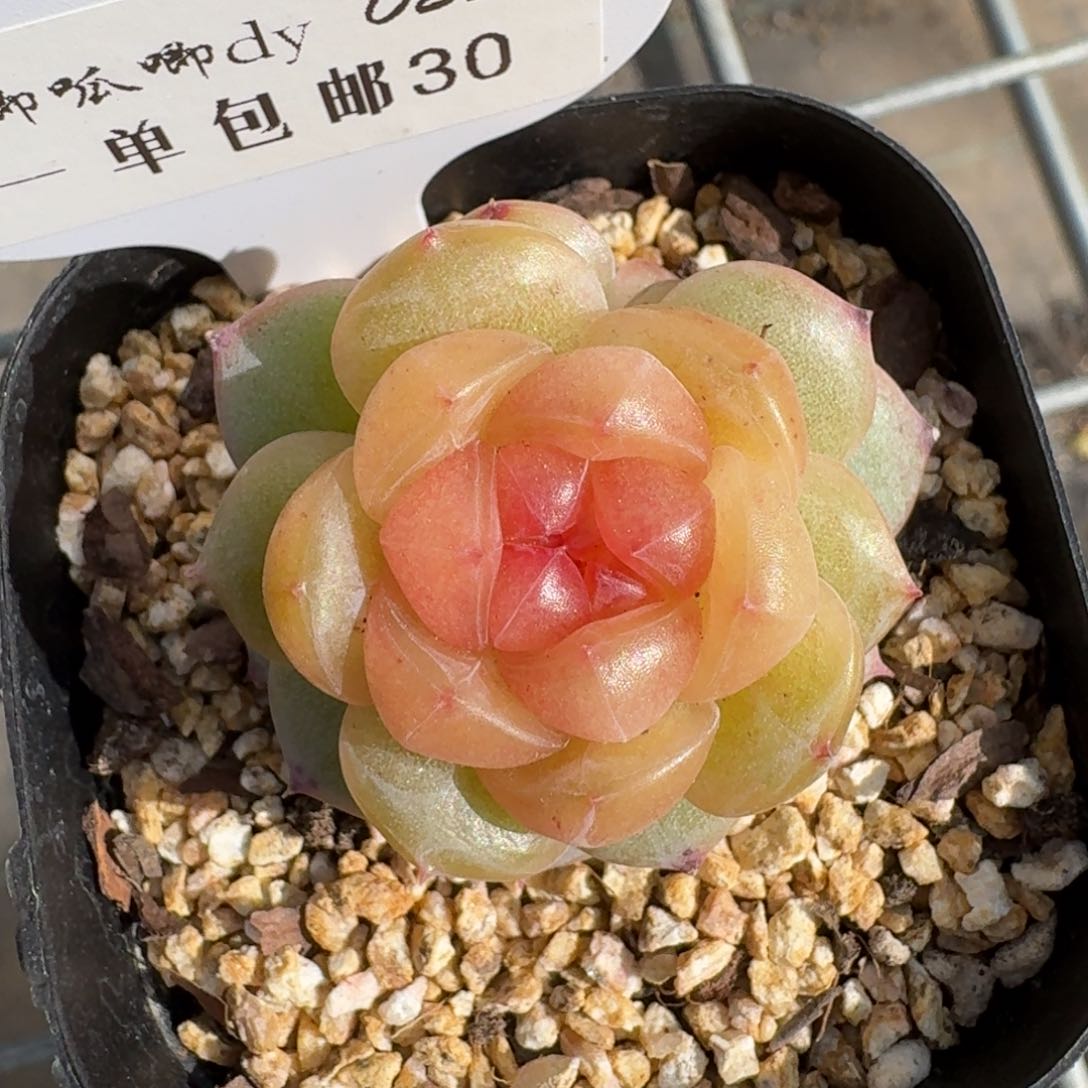 0226-030-追月带崽