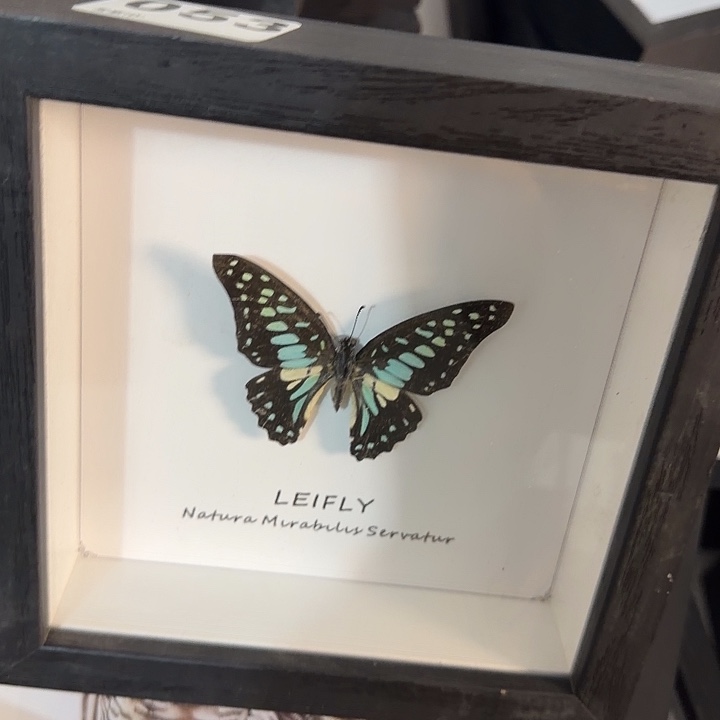 053小框蝴蝶蝴蝶蝴蝶