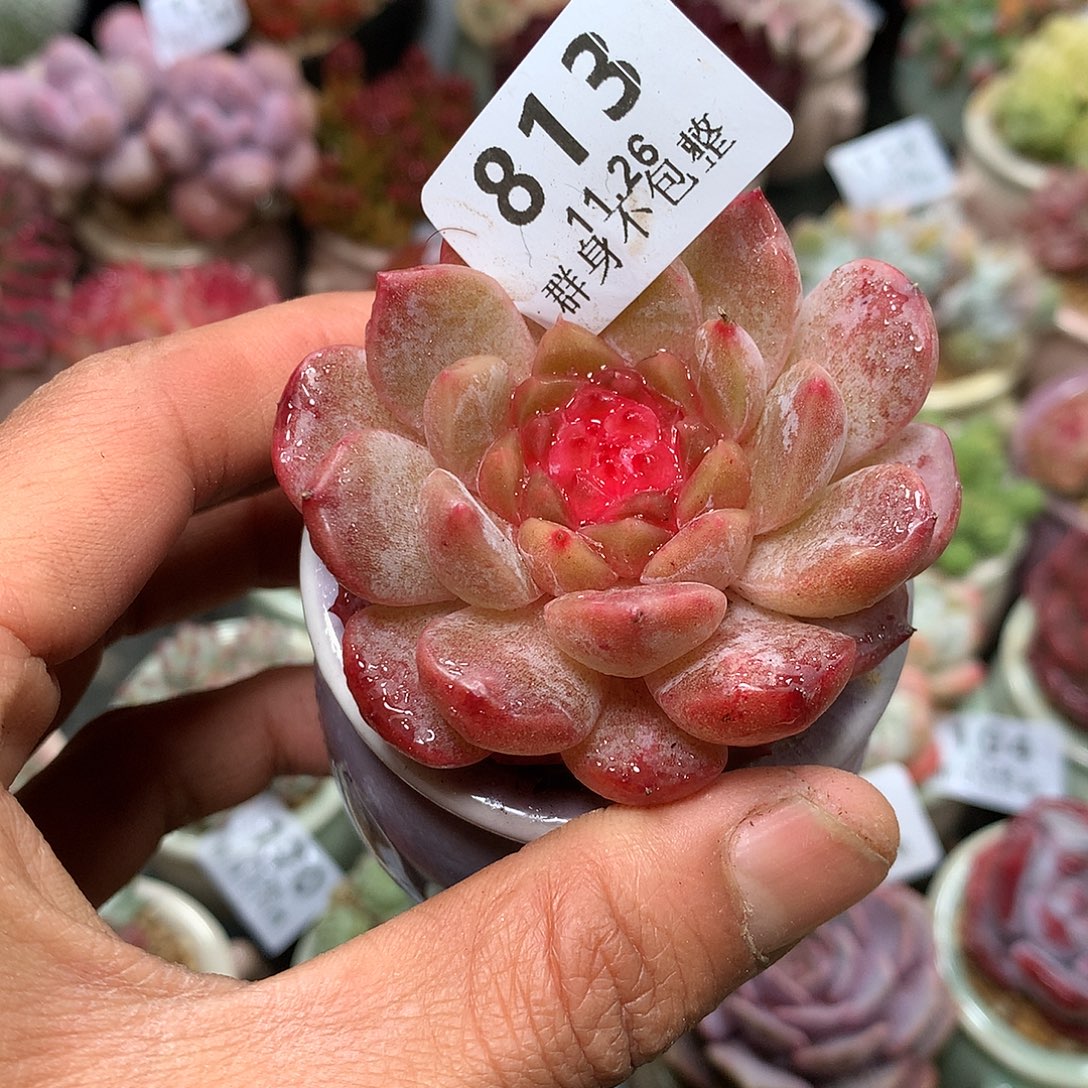 精控拇指盆11.26813