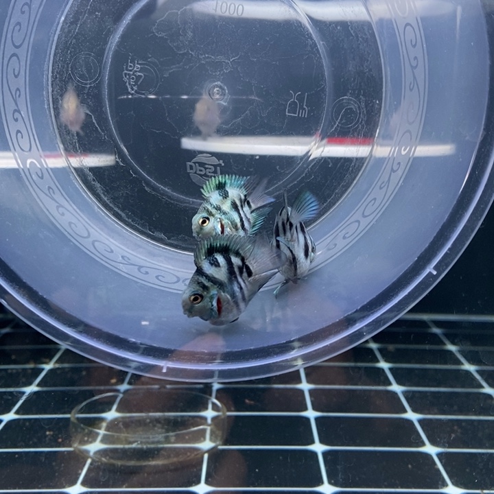 鹦鹉鱼宝蓝三条微瑕娃娃脸基因