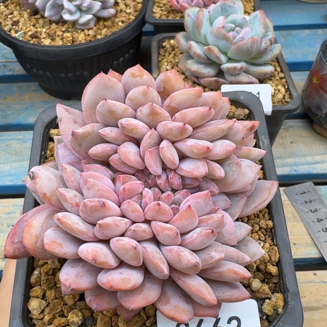 3662星影缀（11厘米左右）