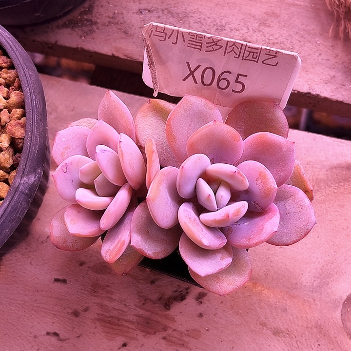 l****旬我是你的小可爱啊我的小可爱