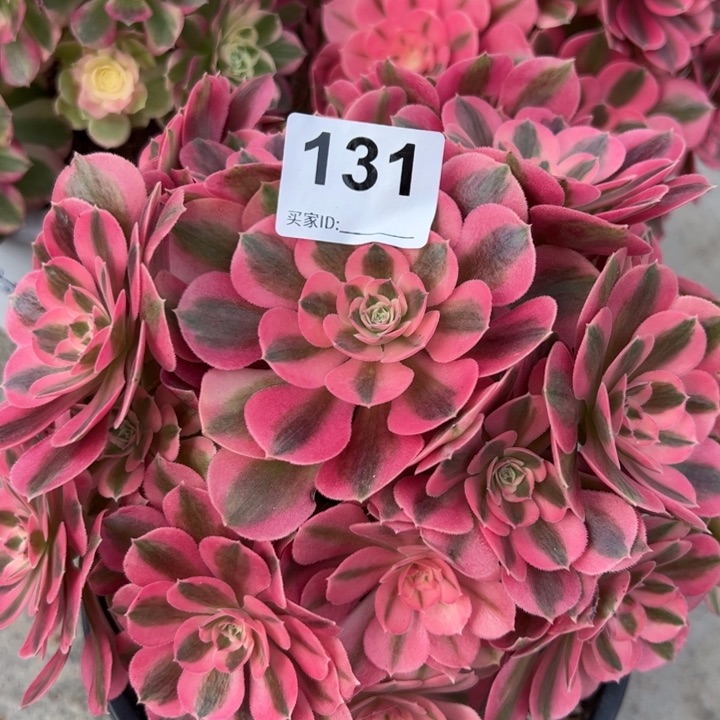 131女巫22厘米左右