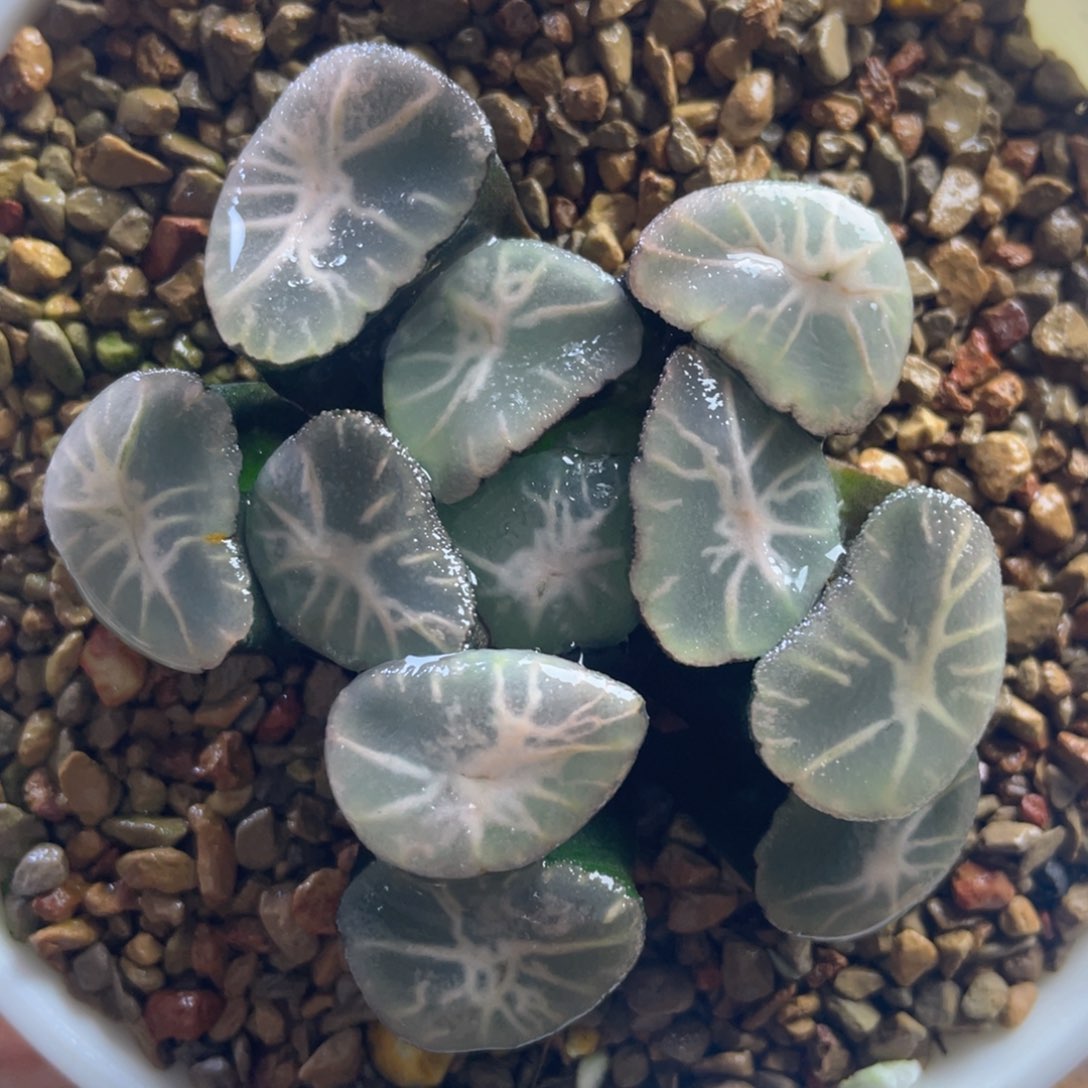 22.十二卷多肉冰雷万象。