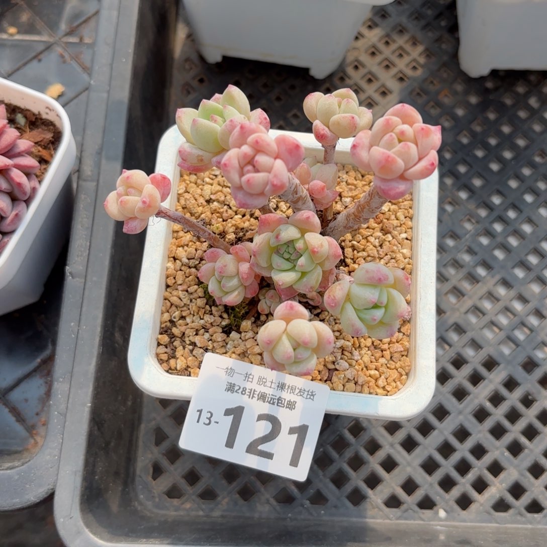 粉香水老桩多肉多肉