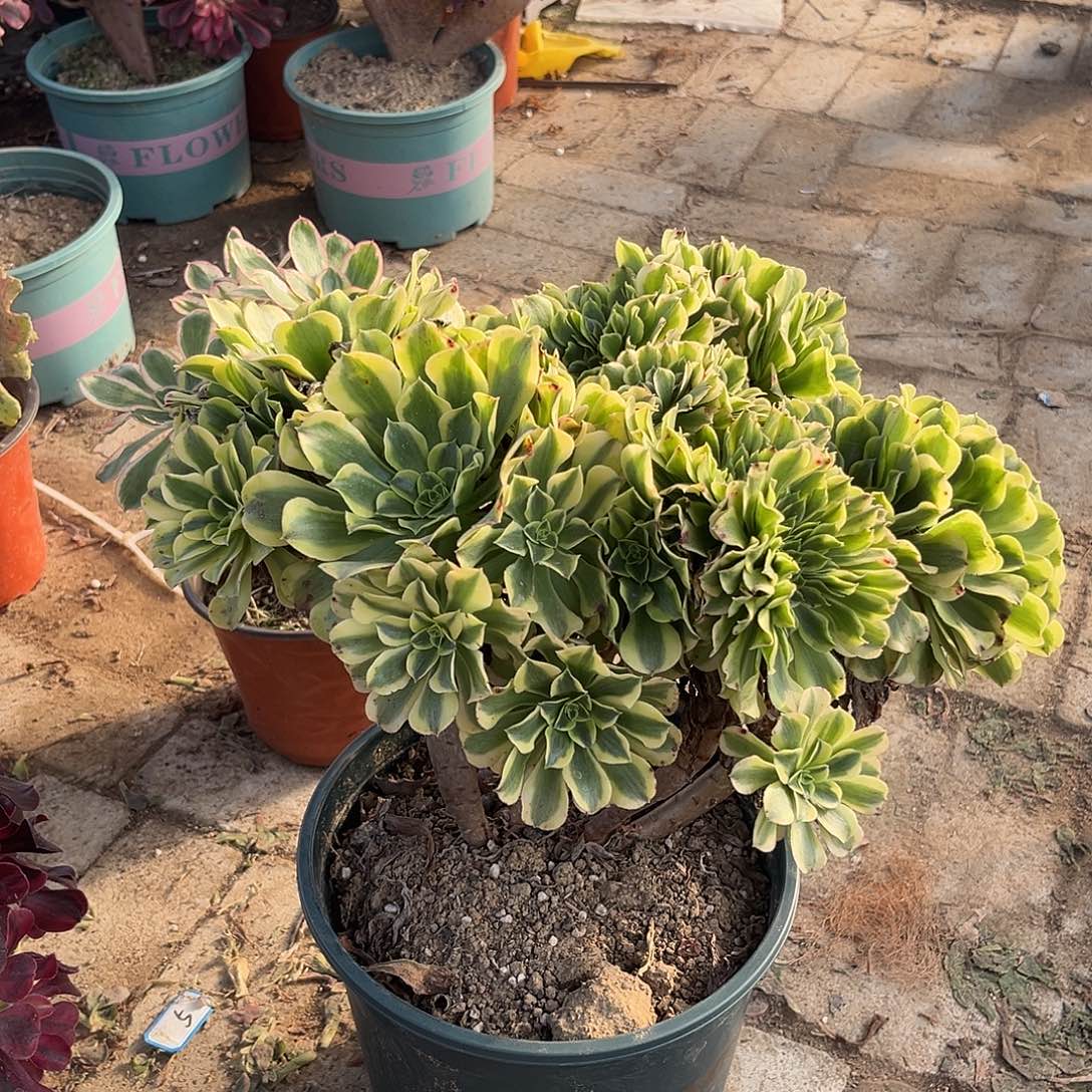 14绿豆沙缀化法师多肉植物