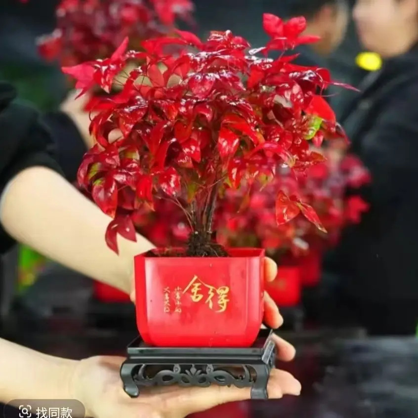 火焰南天竹盆栽冬季耐寒越冷越红室内外四季好养年宵绿F