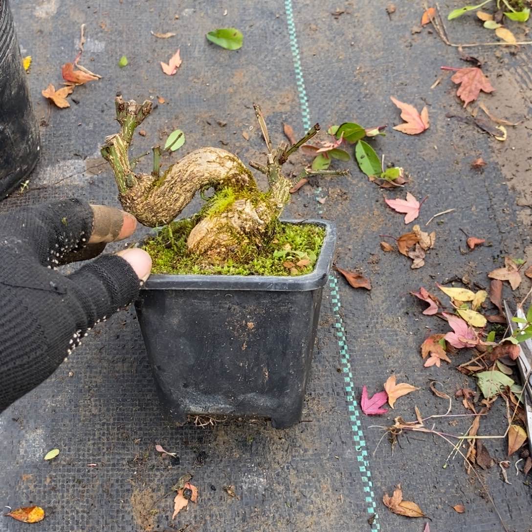 麓***堂无花朵盆景盆景35