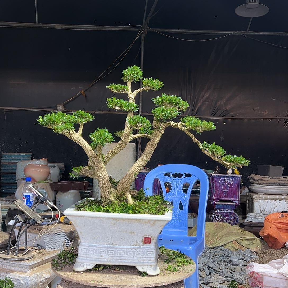 无花朵广东雀舌黄杨盆景