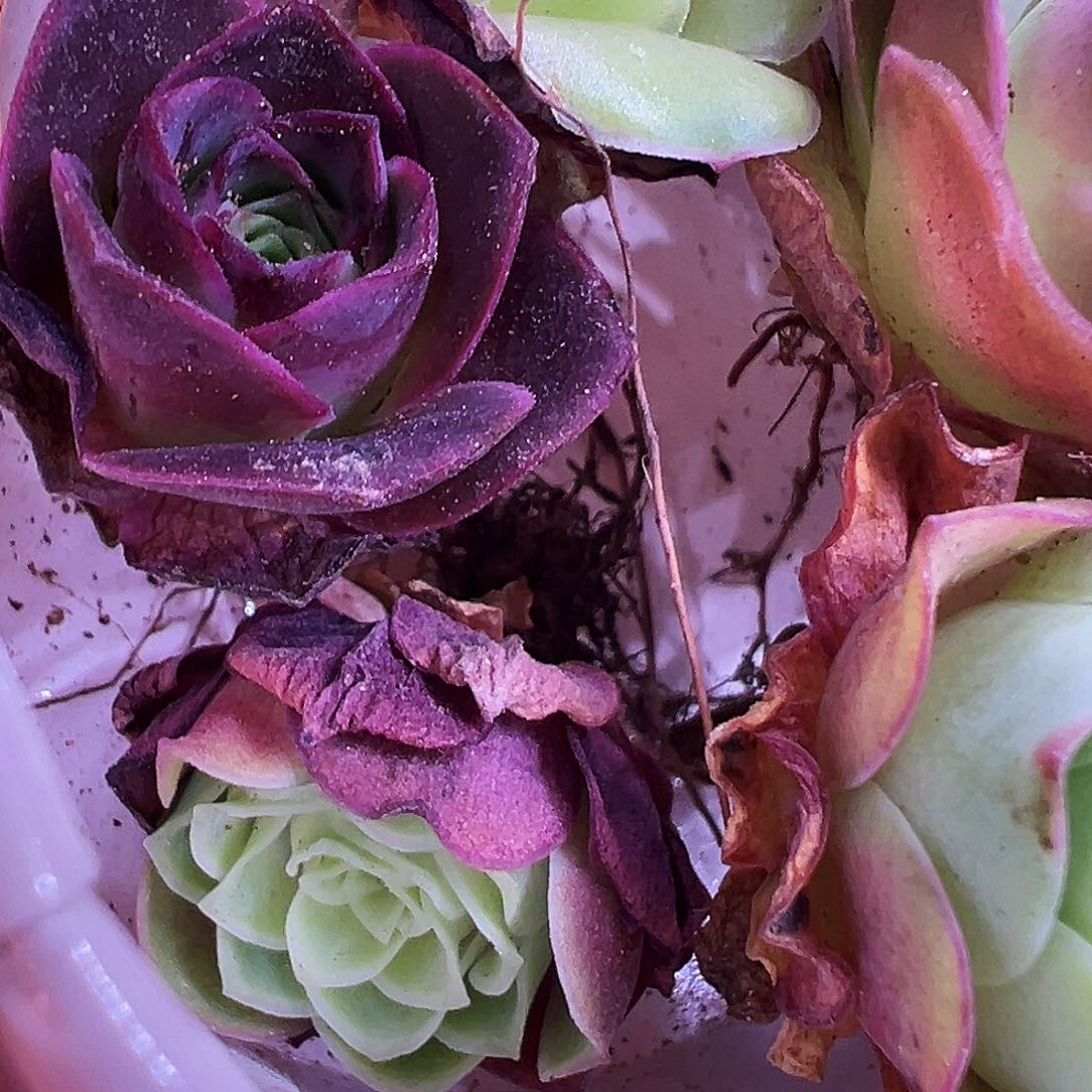 无花朵恰**光HR731福利福袋奖品