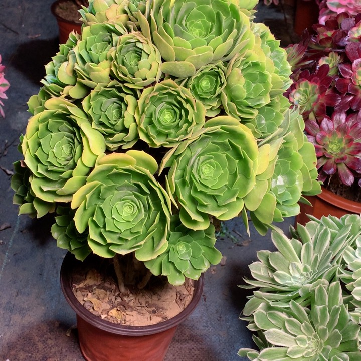 806绿羊绒多肉111111