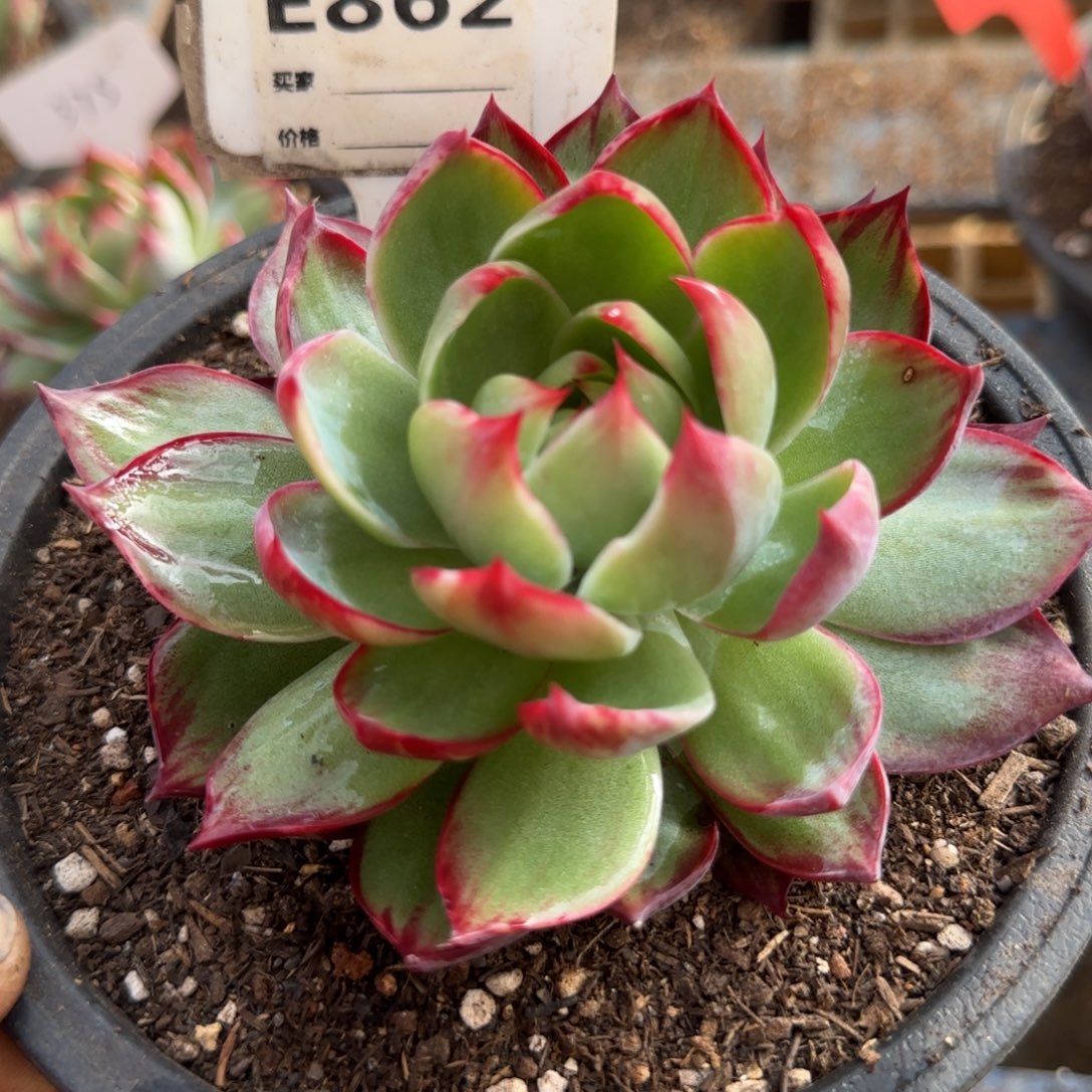 惊鸿一物一拍包装收缩花旱862