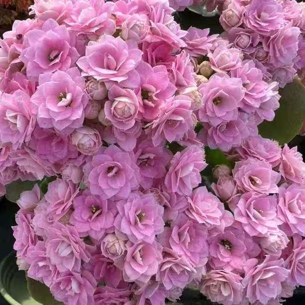 常寿花 -（朱丽叶）130盆  打顶苗