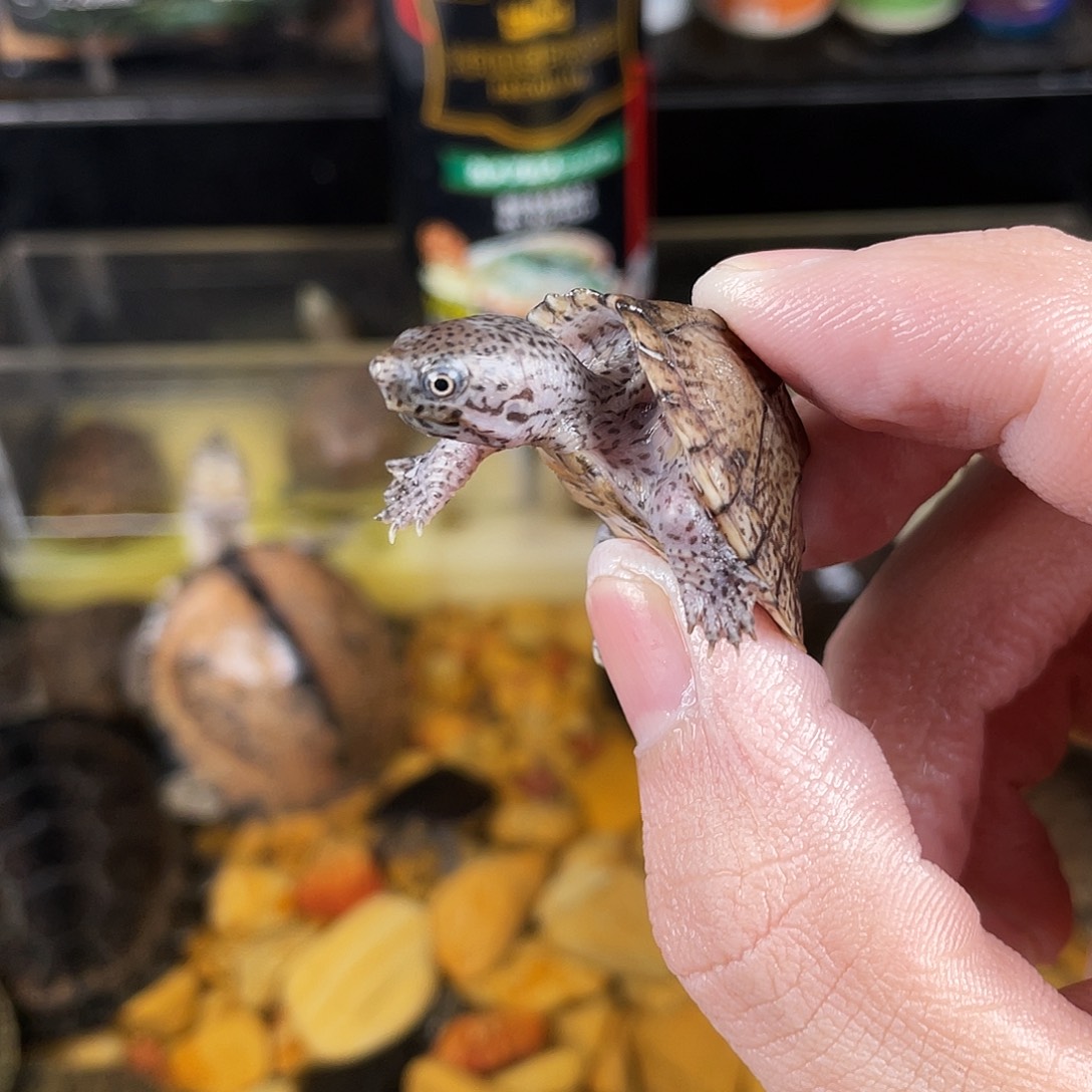 H***s绿毛龟母点点滴滴的订单