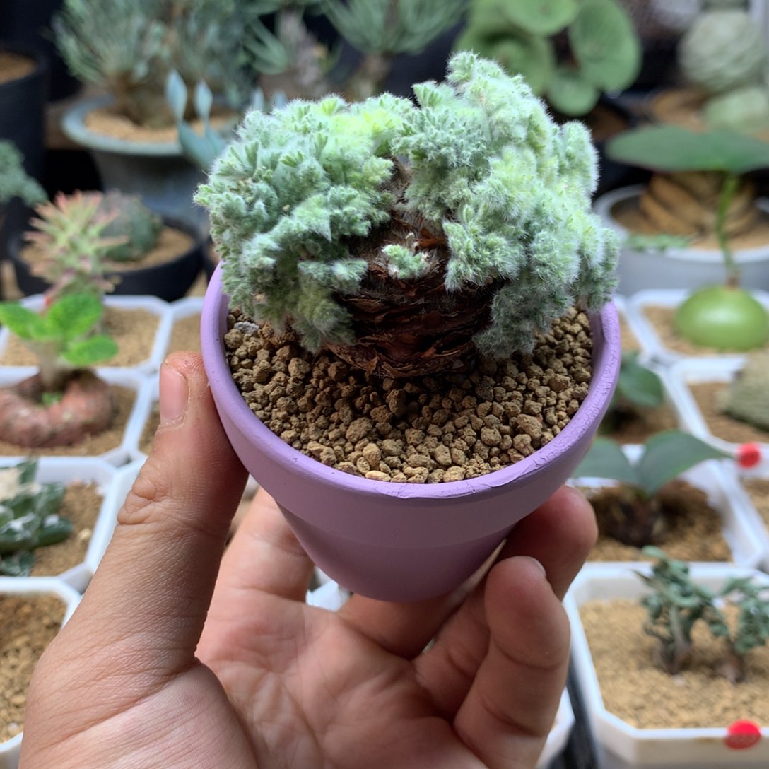 羽叶洋葵多肉带盆