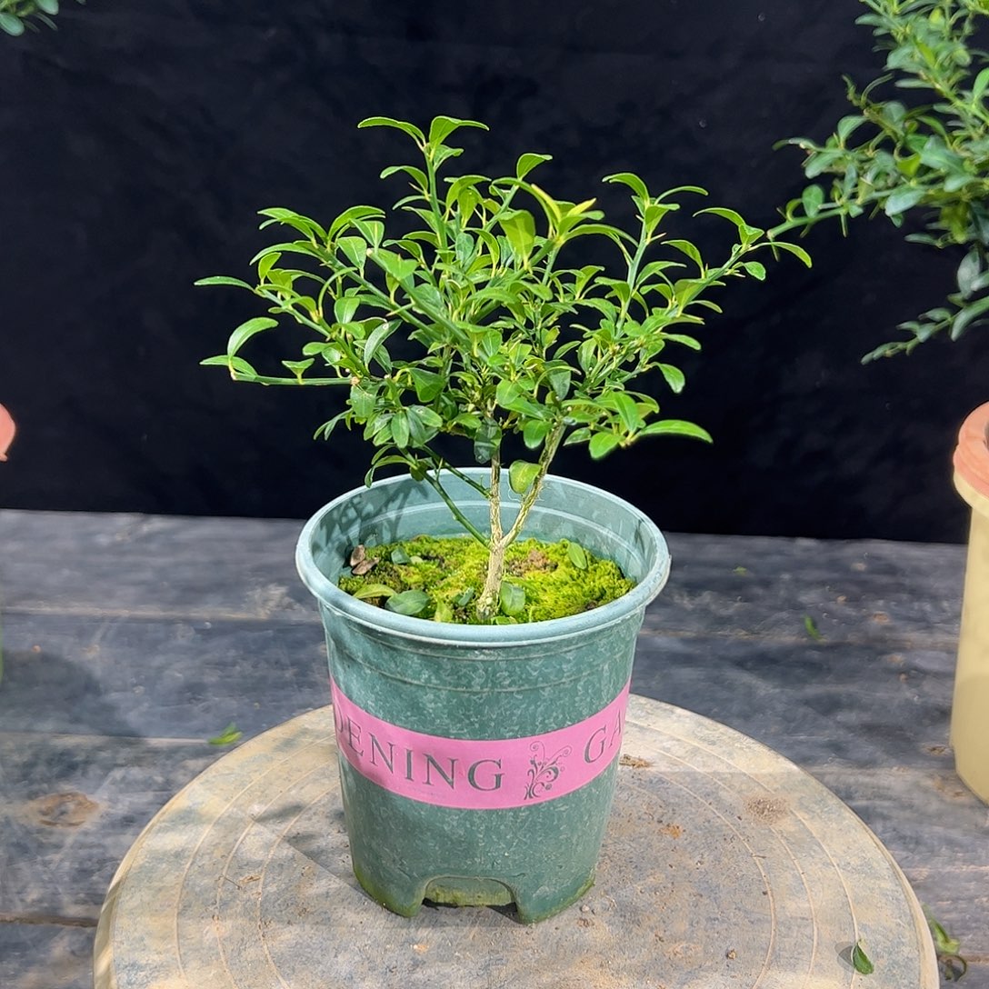 无花朵原生血柠檬盆栽