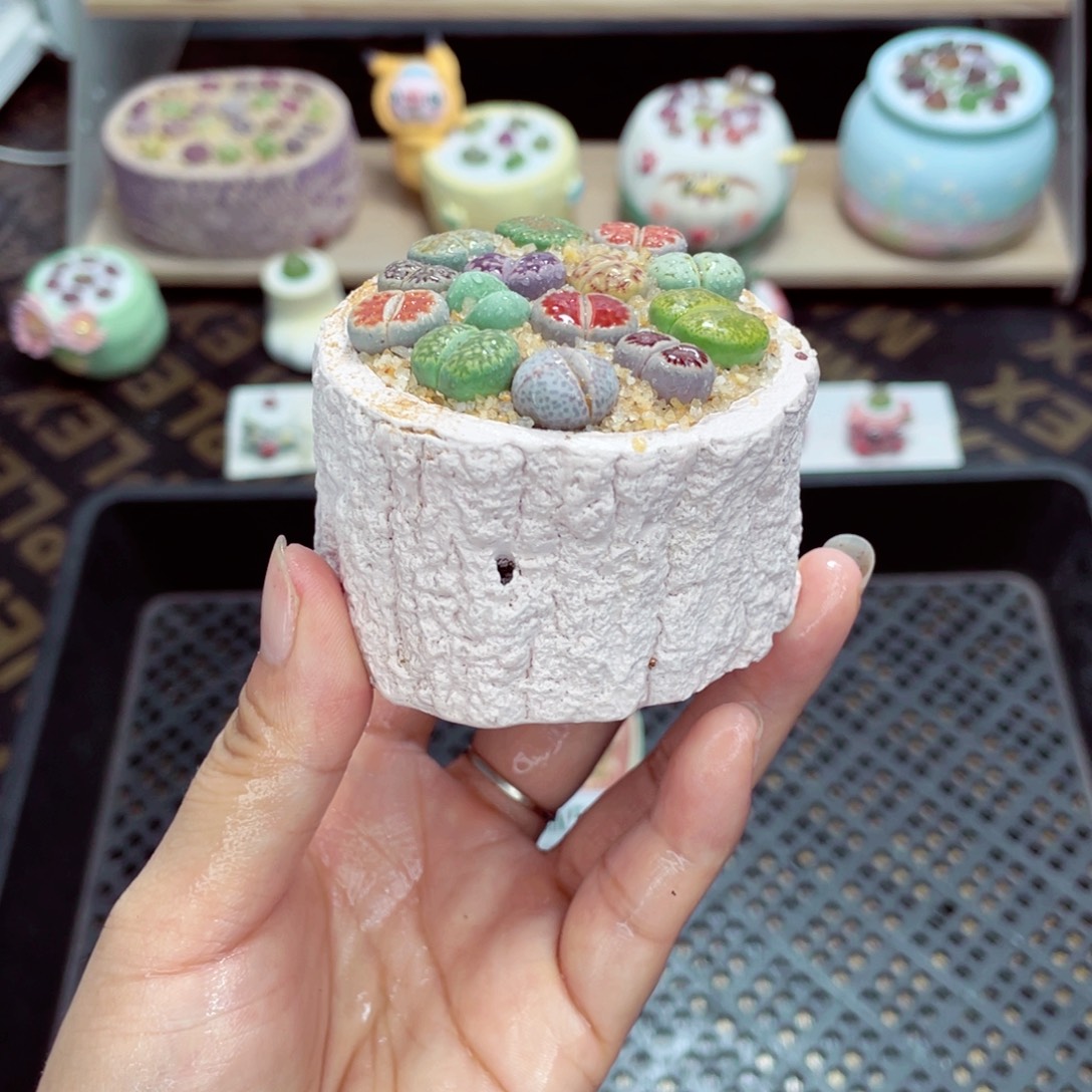 w5054 带盆土发货一物一拍