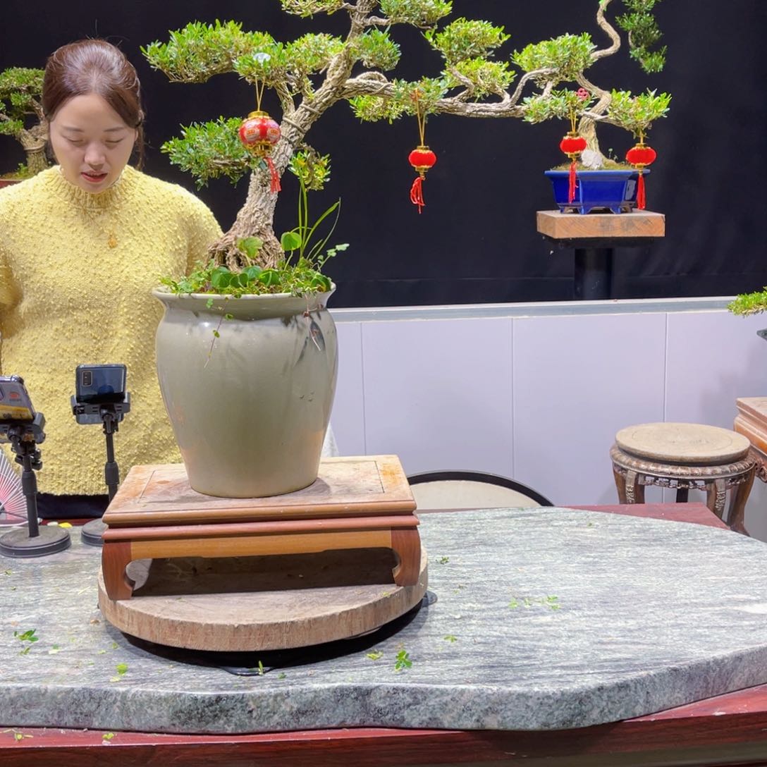 四季常青老桩黄杨盆景