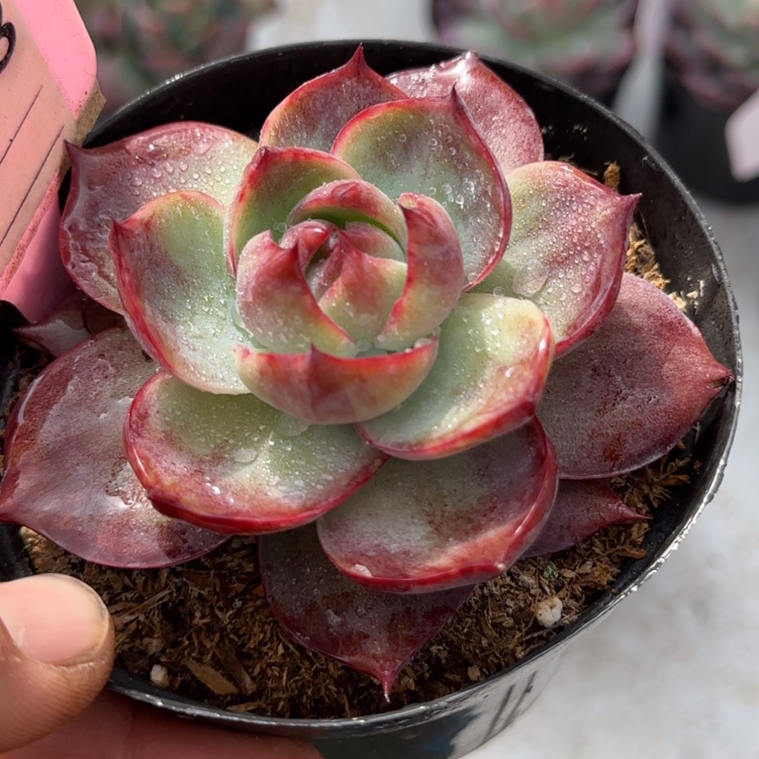 蜜桃外翻惊鸿一物一拍包装收缩花旱