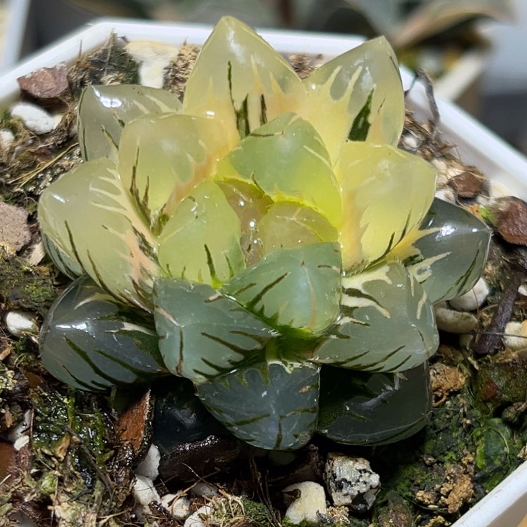 恭喜发财大吉大利0081