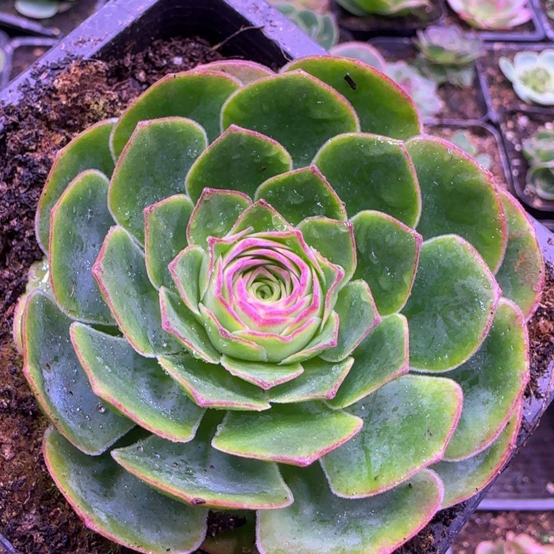 6.5厘米神舟系列玫瑰1242424335