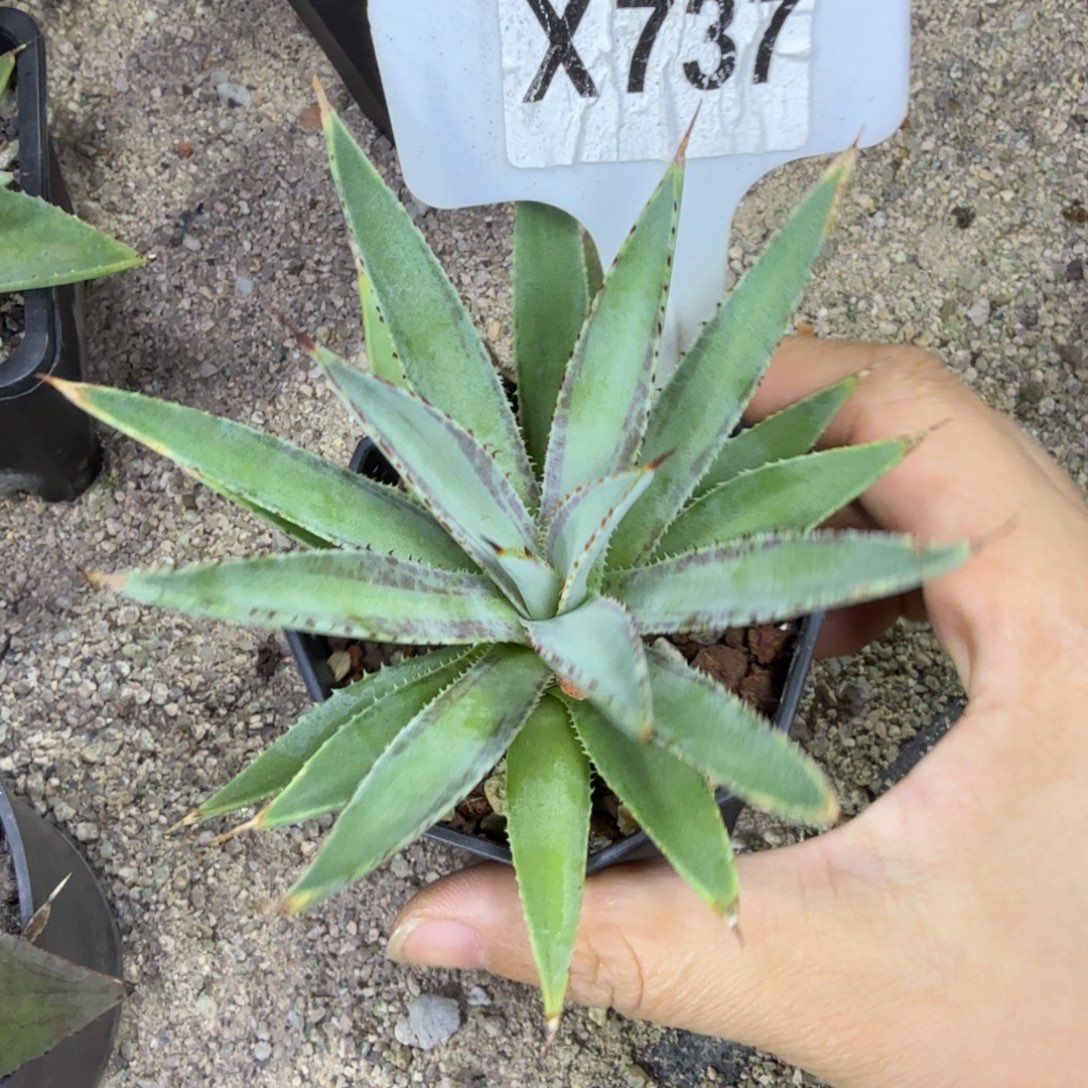 福利血统一颗脱土发