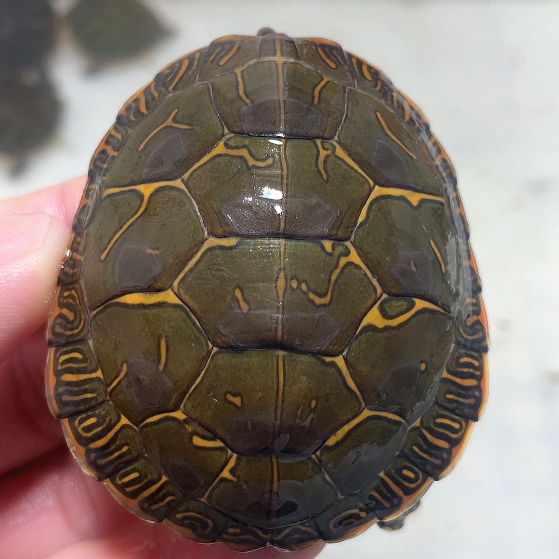 宠物龟不分公母6.4