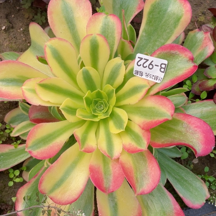 822特斯拉多肉12345678