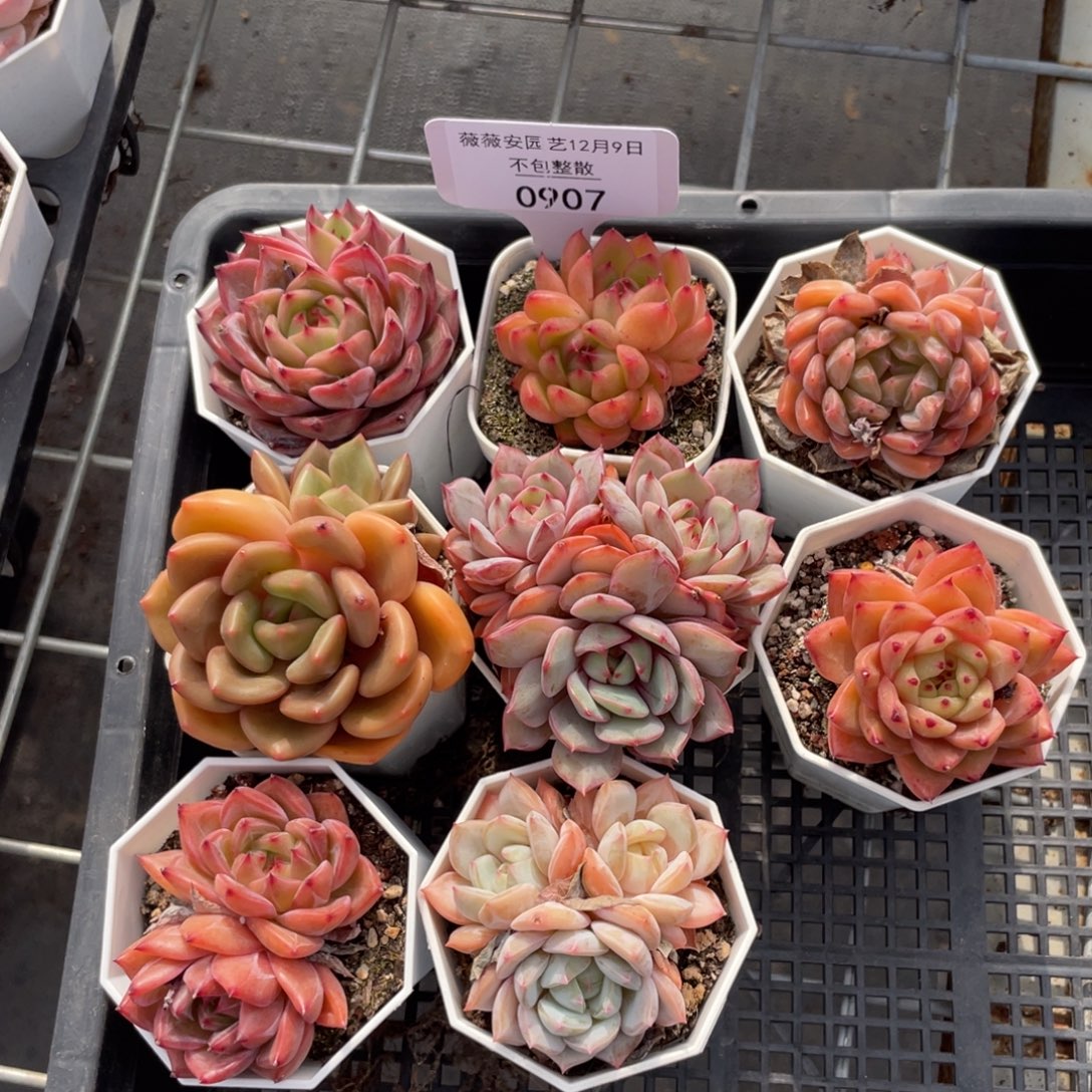 不包整散 盆子不售后0907