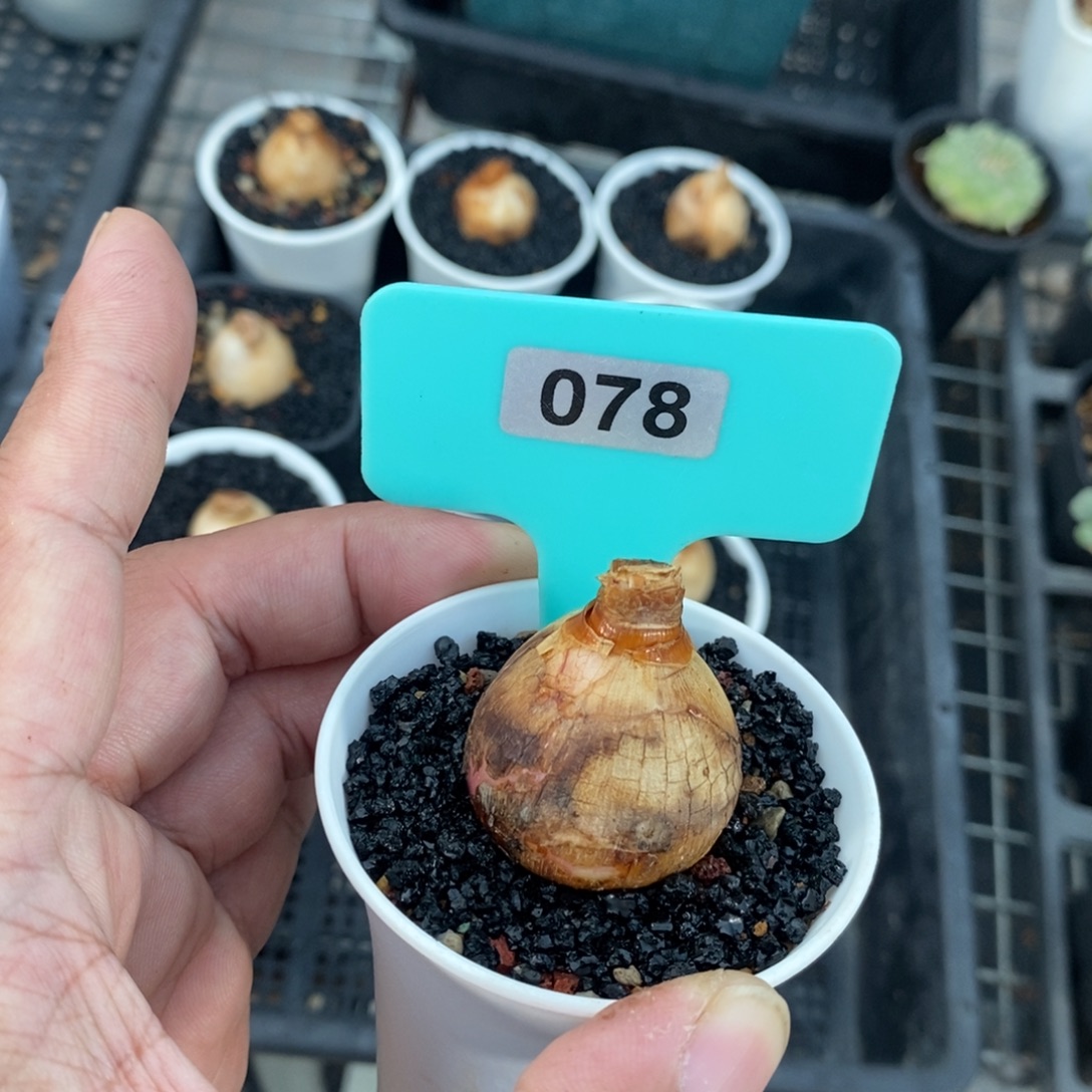 红边灯台百合一个