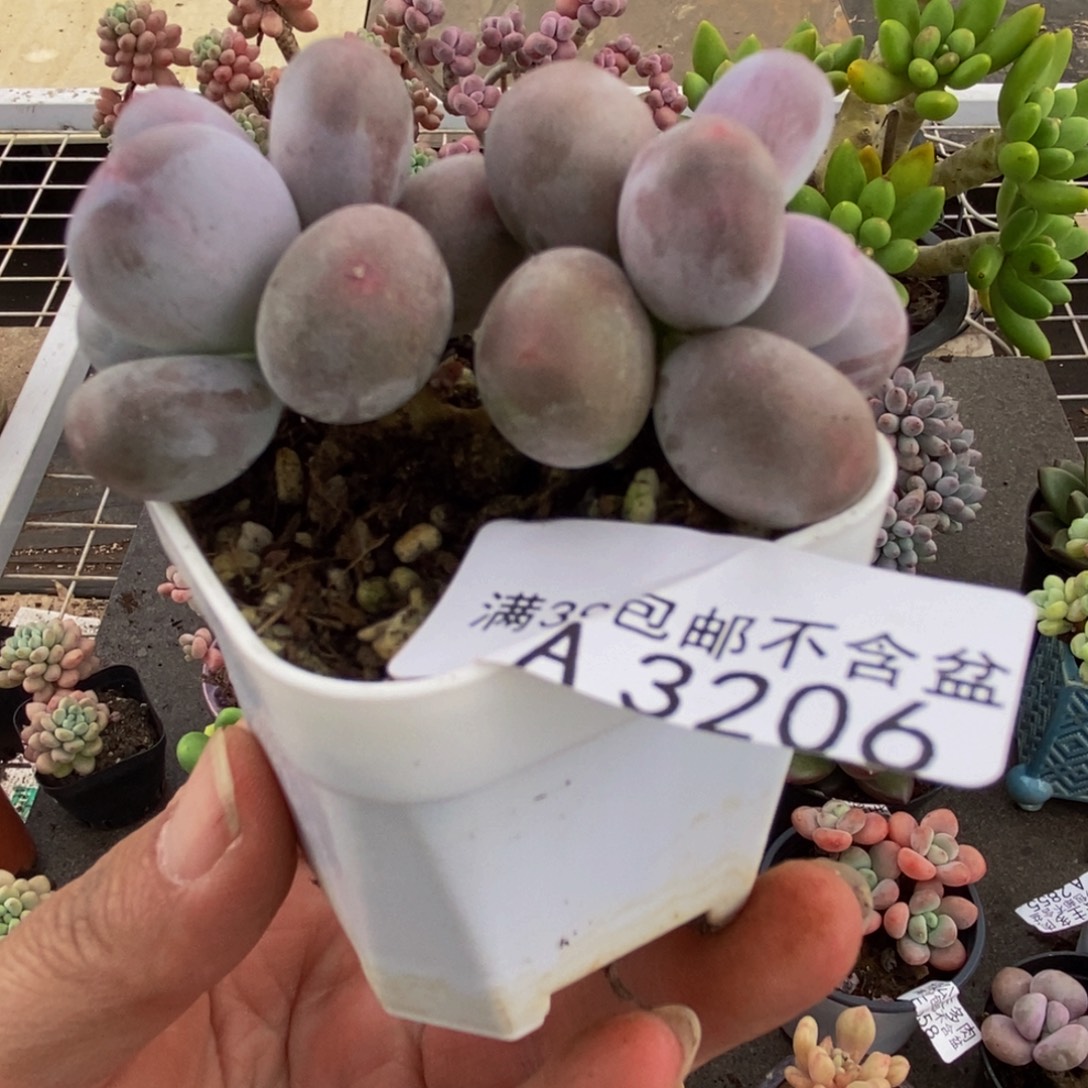 3206糖豆6cm多肉植物