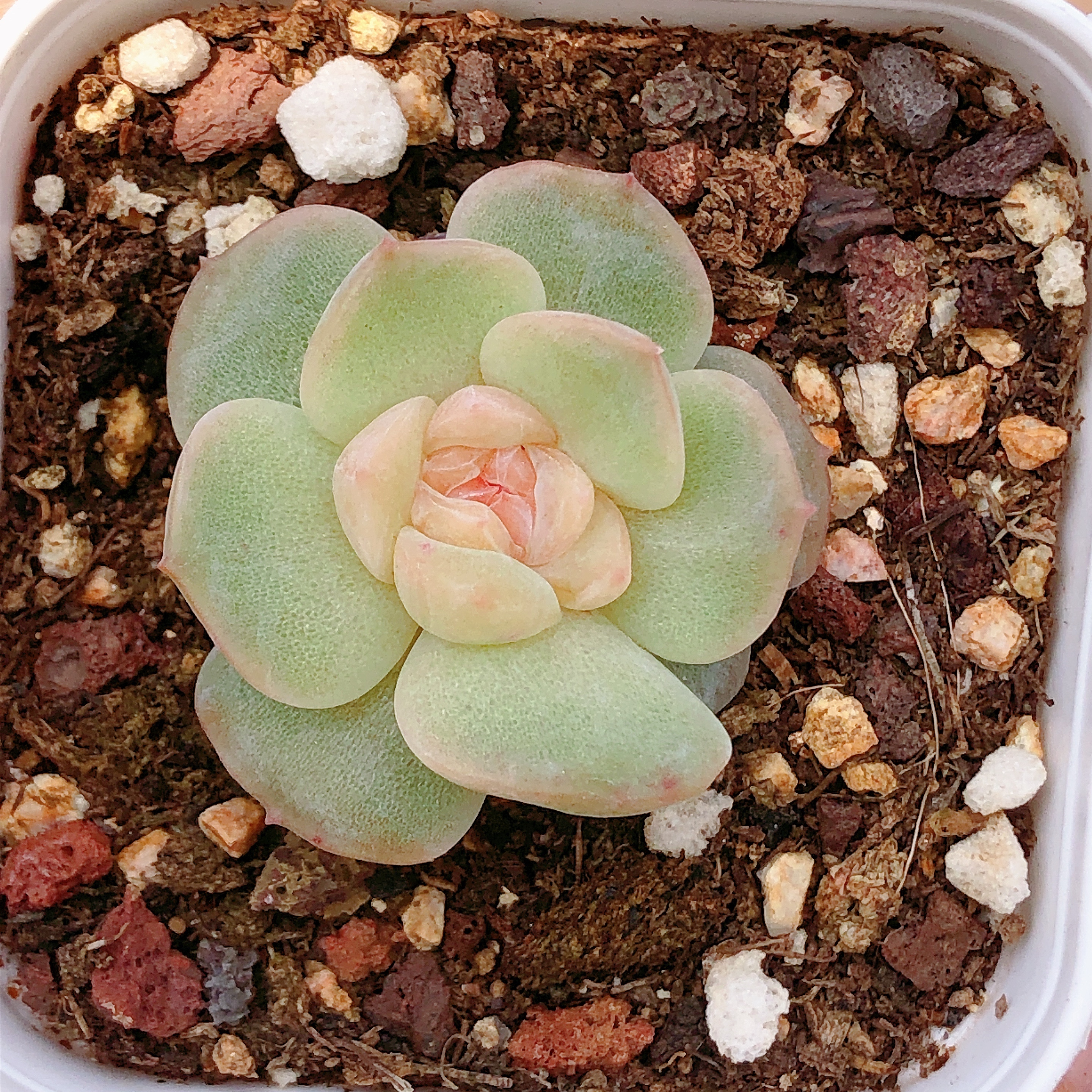 多肉植物  单头X01一颗（尺寸2-3左右）全场满28包邮除偏远