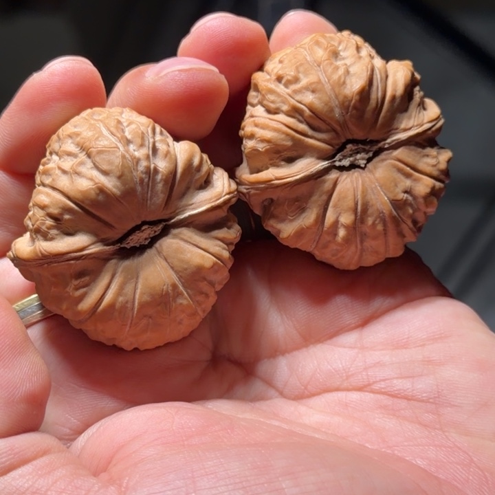 文玩核桃把件534号全品南瓜墩44mm