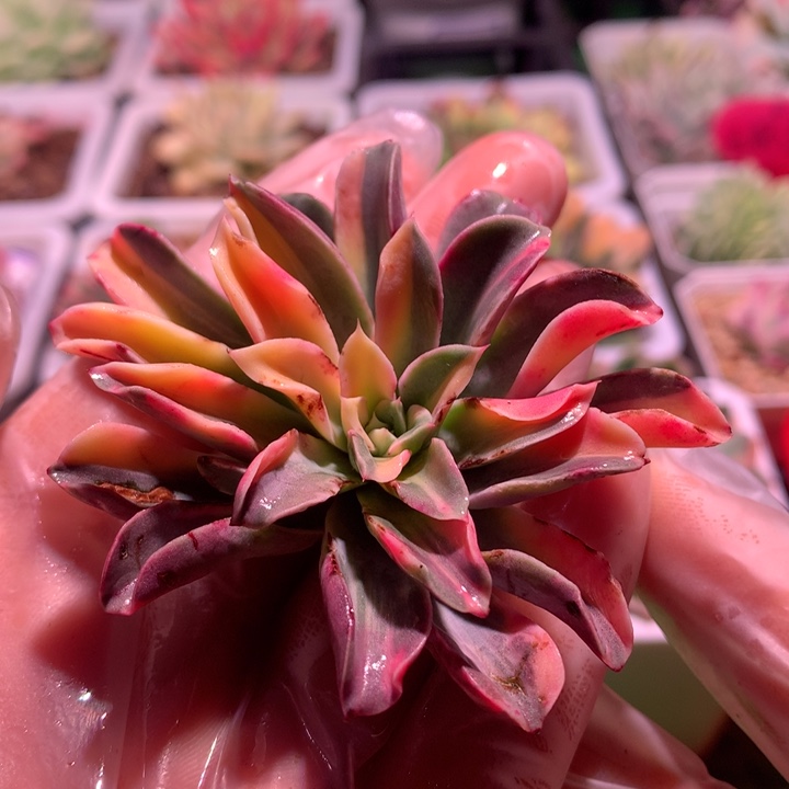 喷泉白拉丝，锦哥多肉