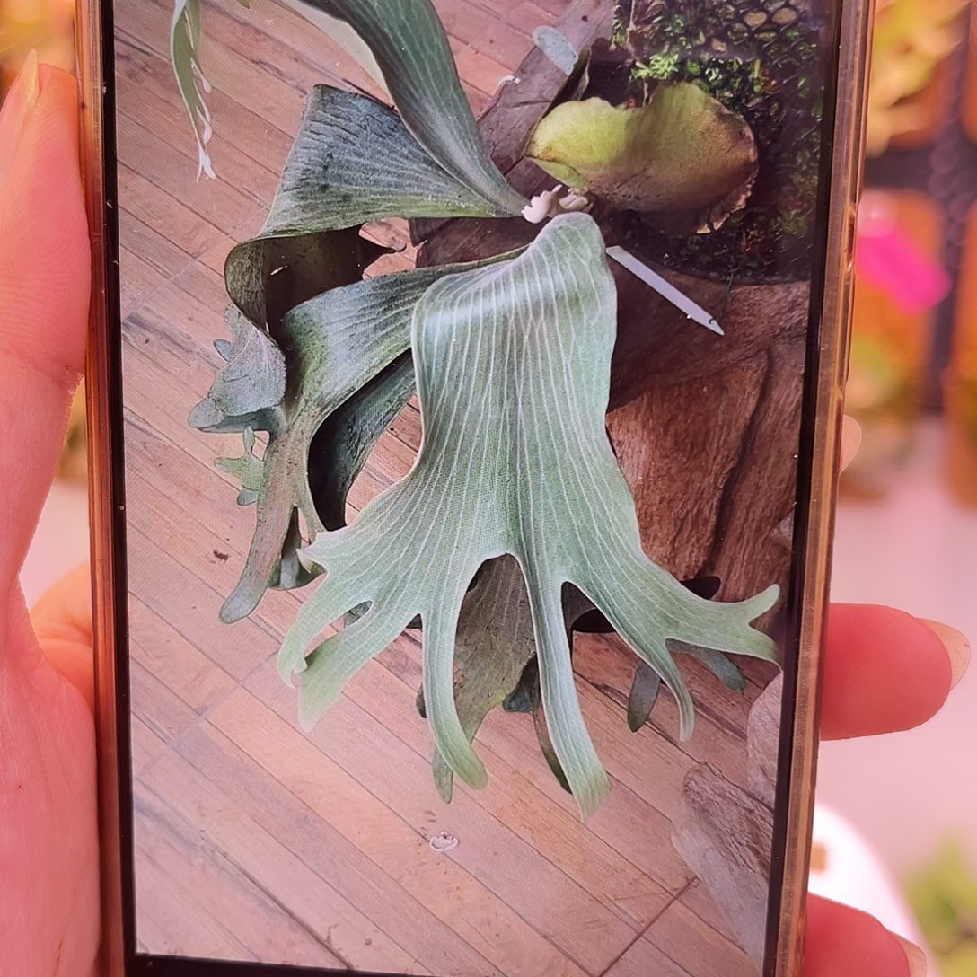 Khun karthing 2号侧芽