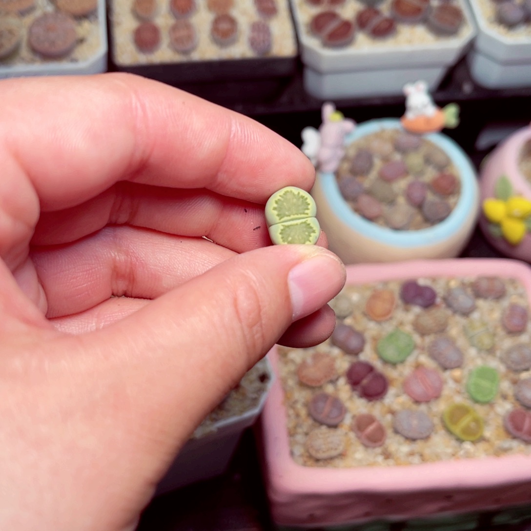 欢***喜16号带盆包邮发货