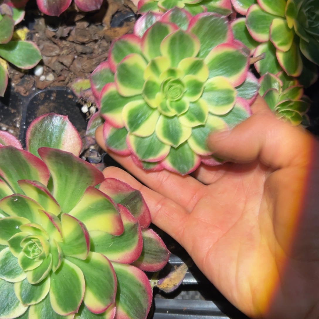 多肉植物00小单头10颗