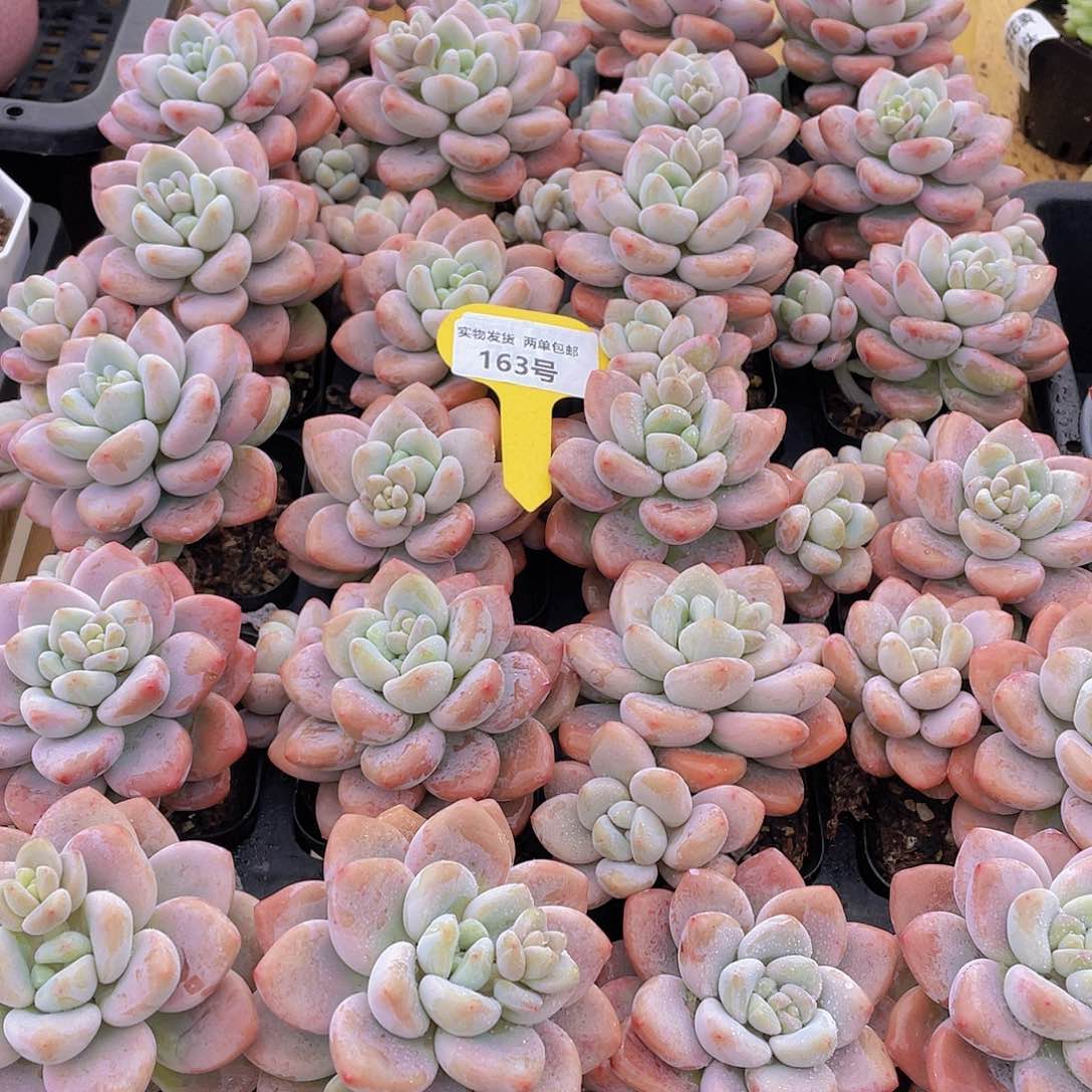 163号 优选红洛神大单头带仔一个